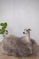 Dog sitting on a fluffy gray pet bed against a white wall.