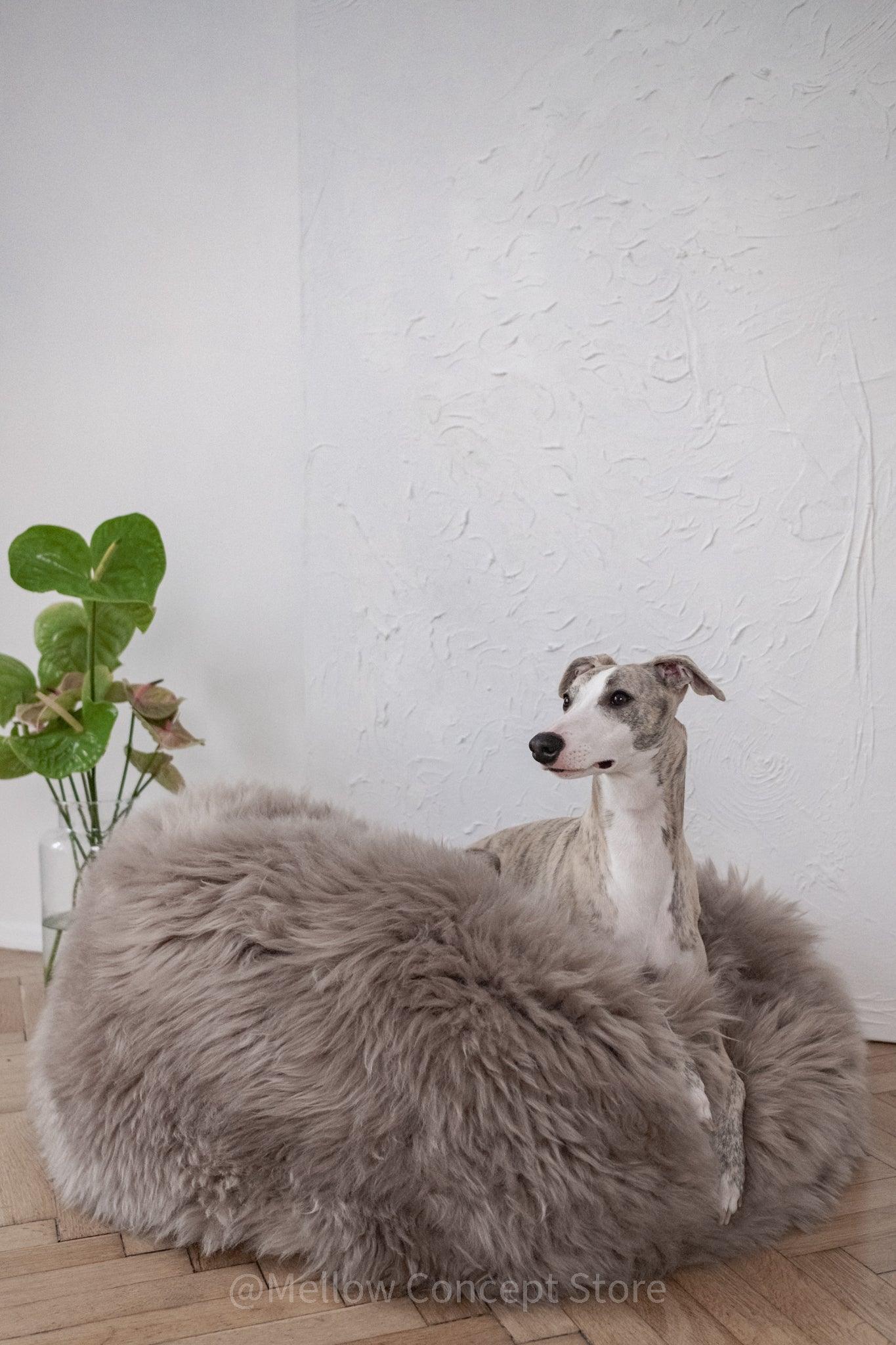 Dog sitting on a fluffy gray pet bed against a white wall.