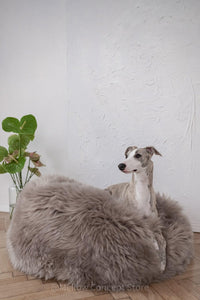 Dog sitting on a fluffy gray pet bed against a white wall.